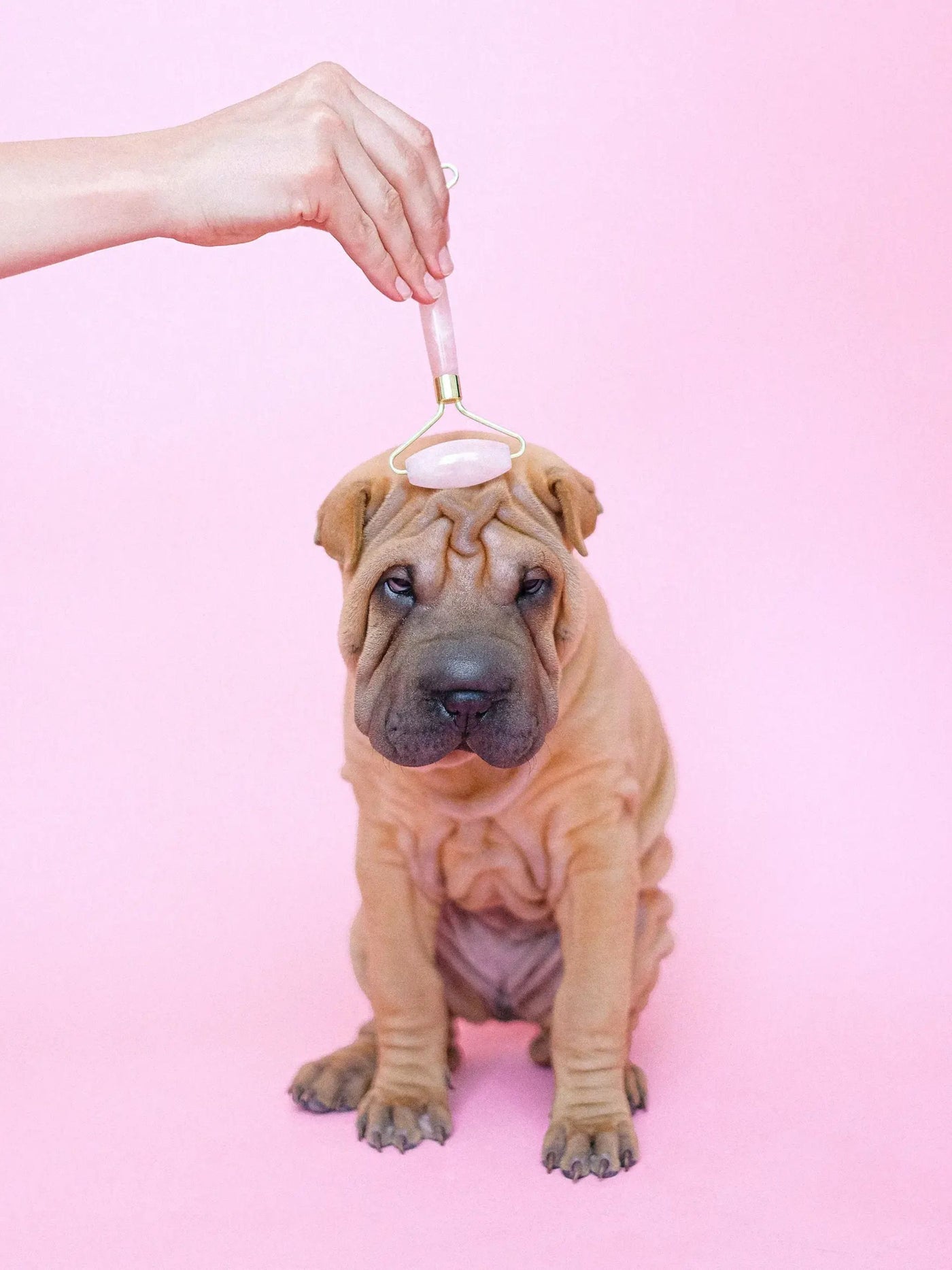 en kvinna som rullar en jaderulle till en bulldogg